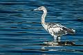 Kirms Photography Little Blue Heron-4